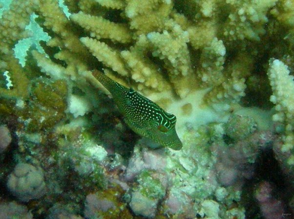 93- Canthigaster mouchete 